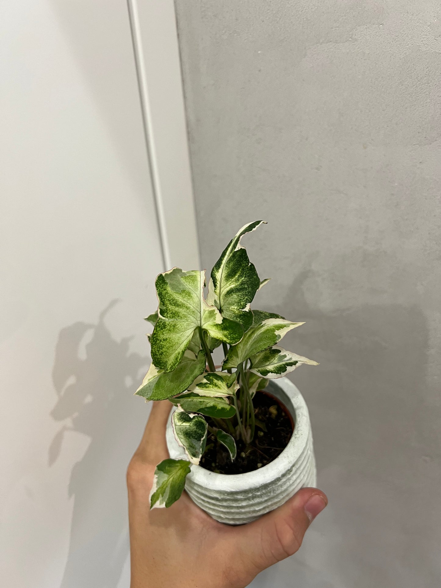 Syngonium Starlite