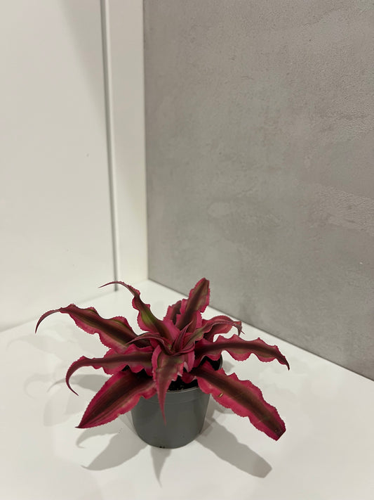 Cryptanthus bivittatus