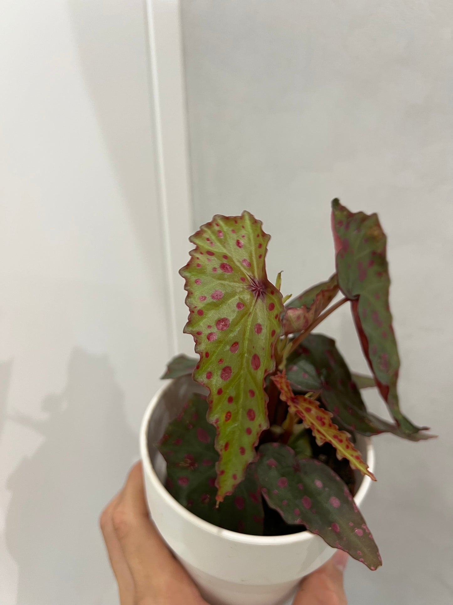 Begonia amphioxus x malachosticta