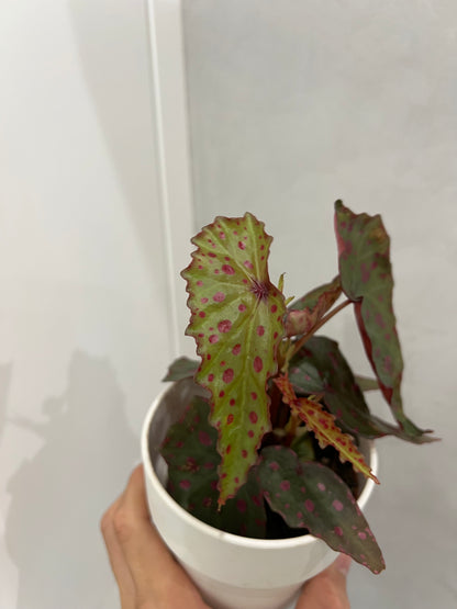 Begonia amphioxus x malachosticta
