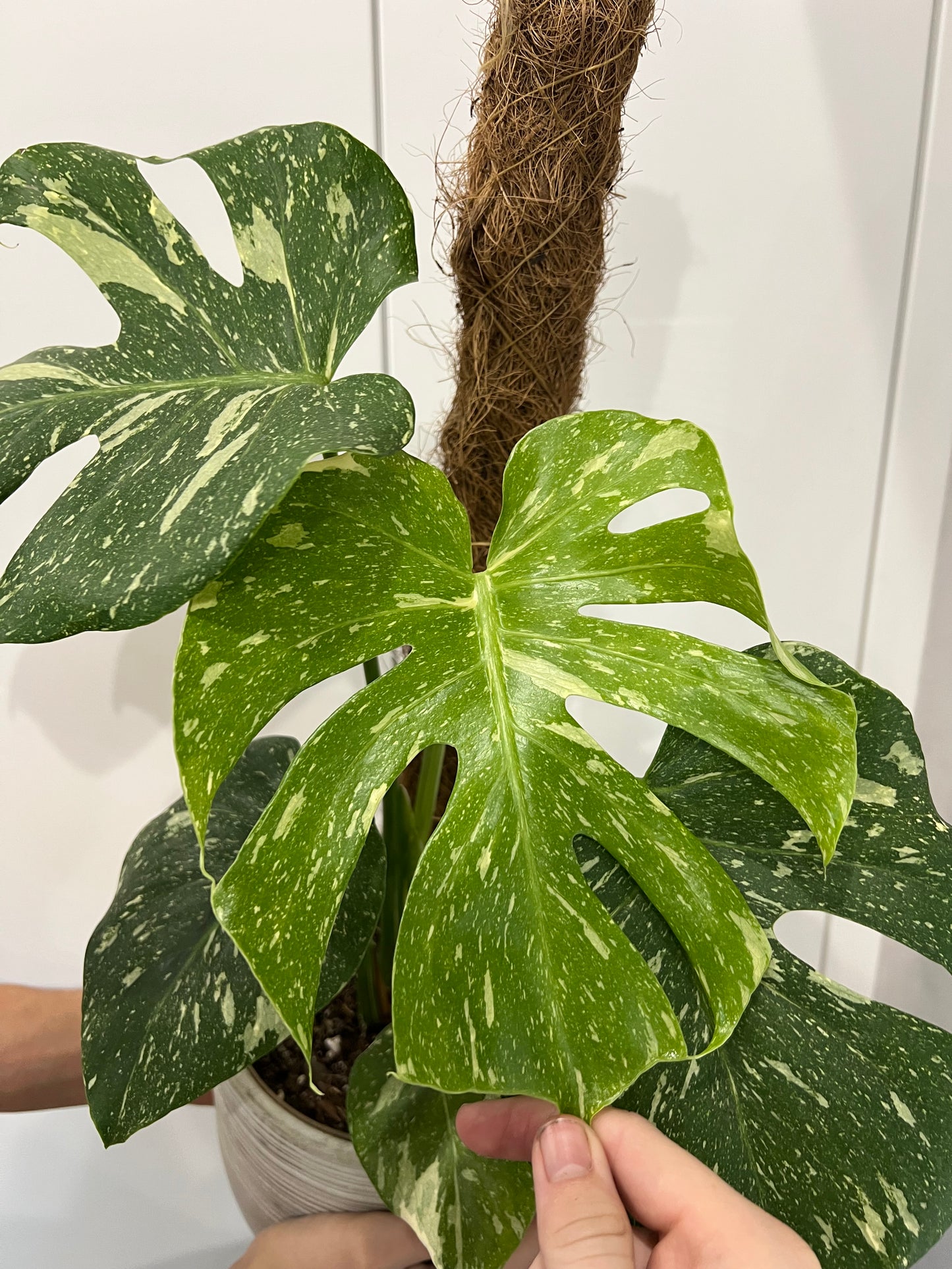 monstera thai constellation