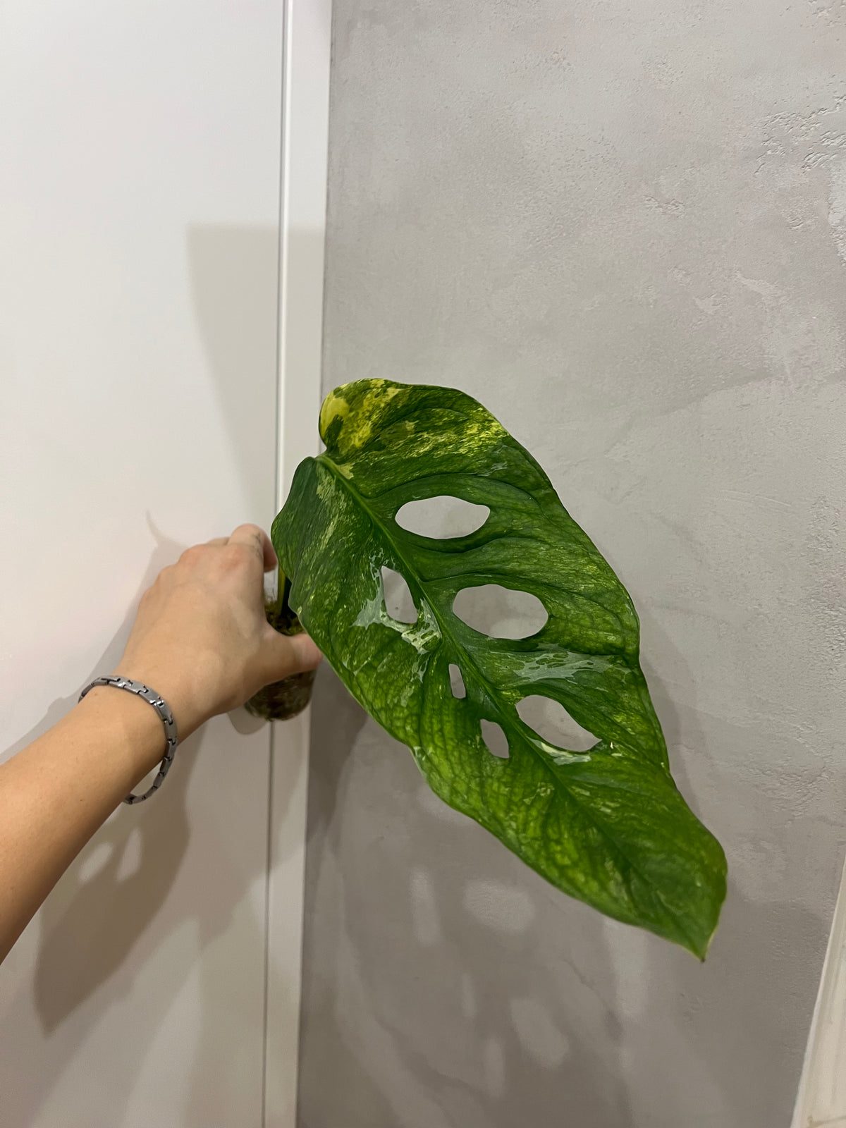 Monstera Obliqua Mayuna variegated