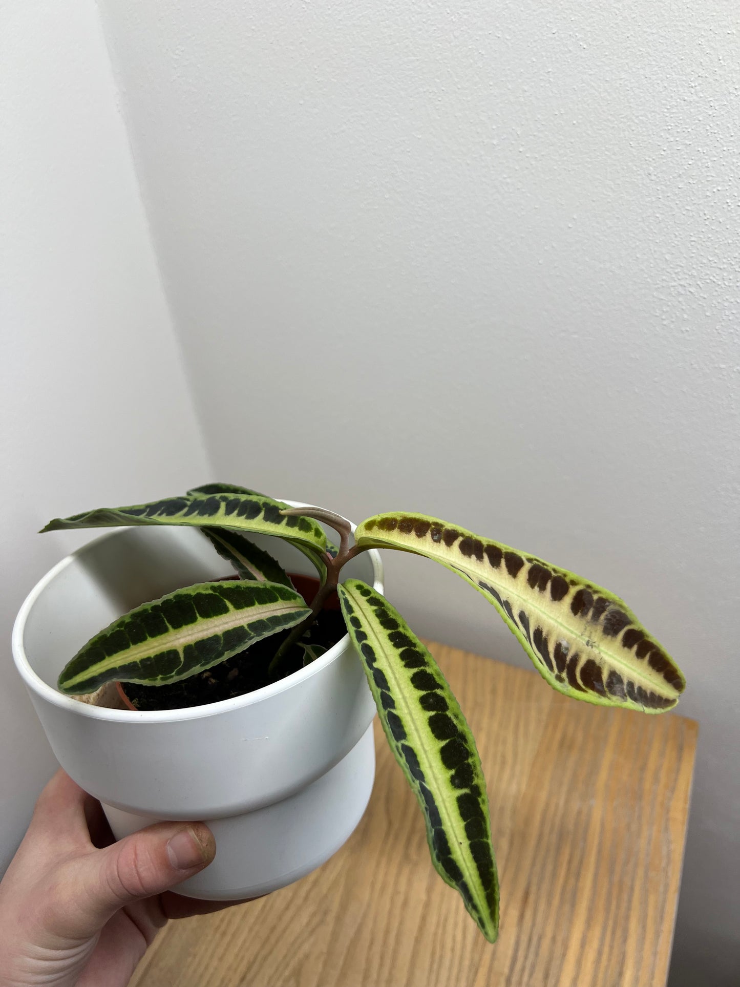 Labisia Jabi