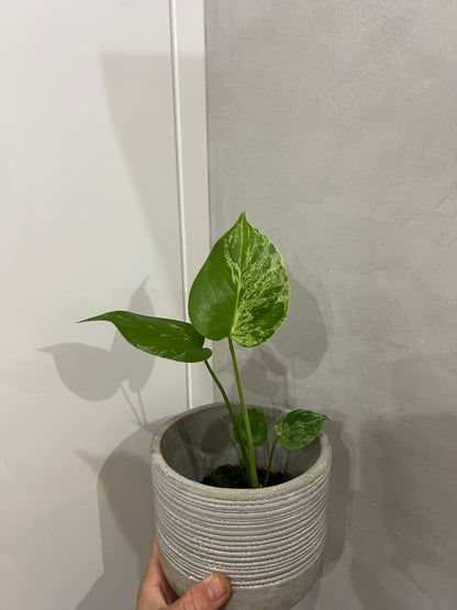 Monstera Bulbasaur