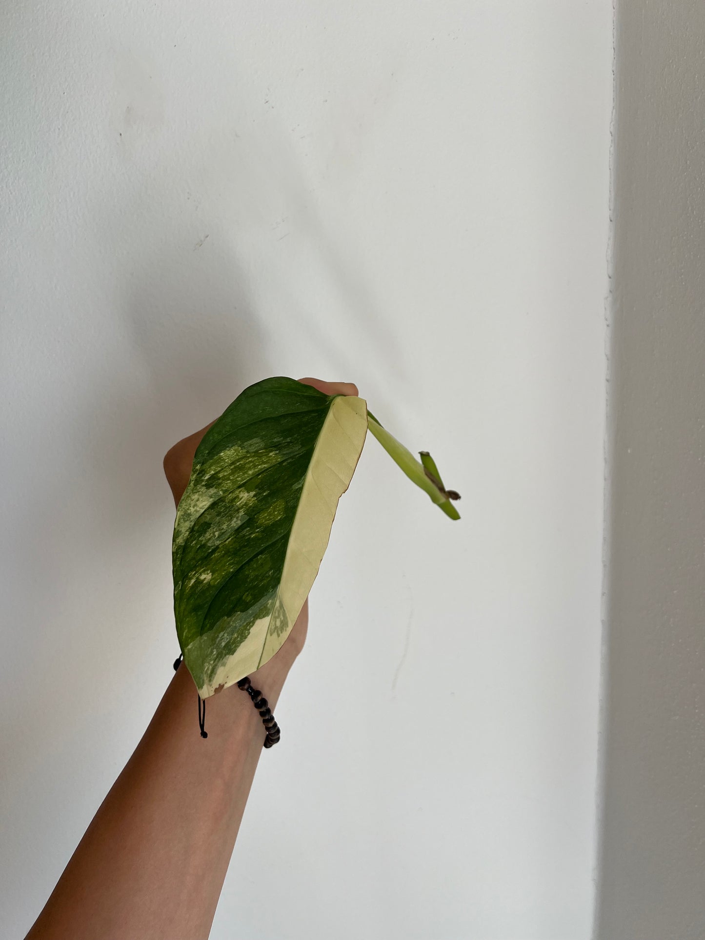 Monstera Obliqua ‘Mayuna’ Variegata