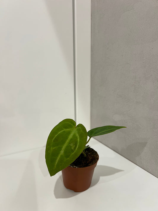 Anthurium magnificum