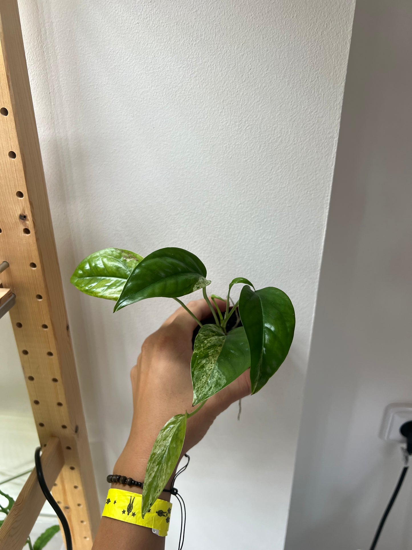 Epipremnum pinnatum marble variegated
