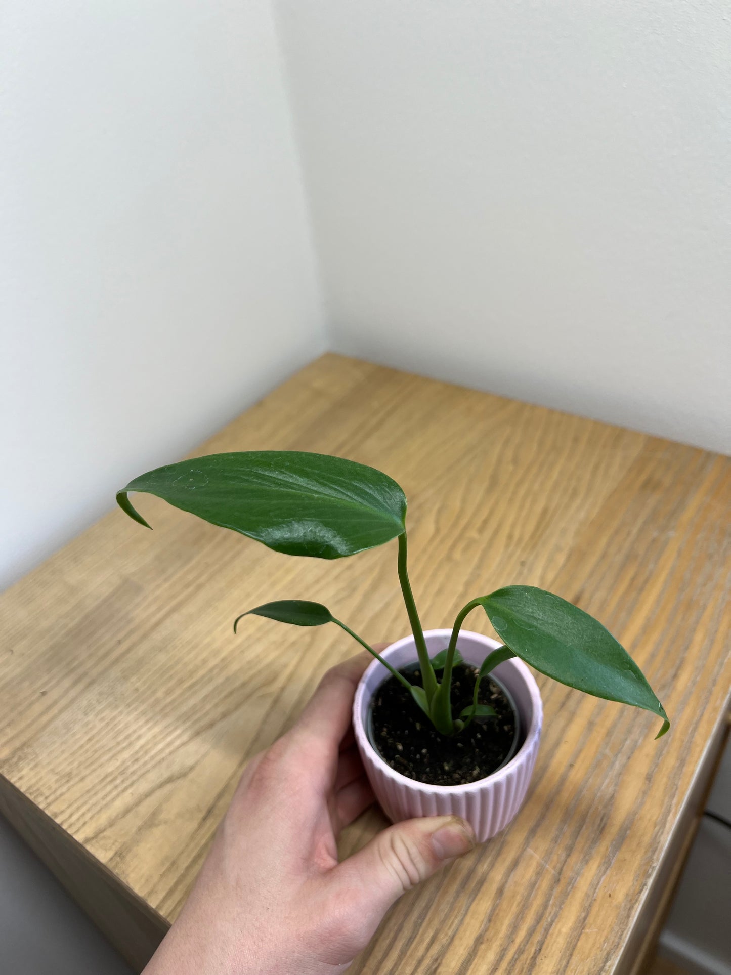 Monstera burle marx flame
