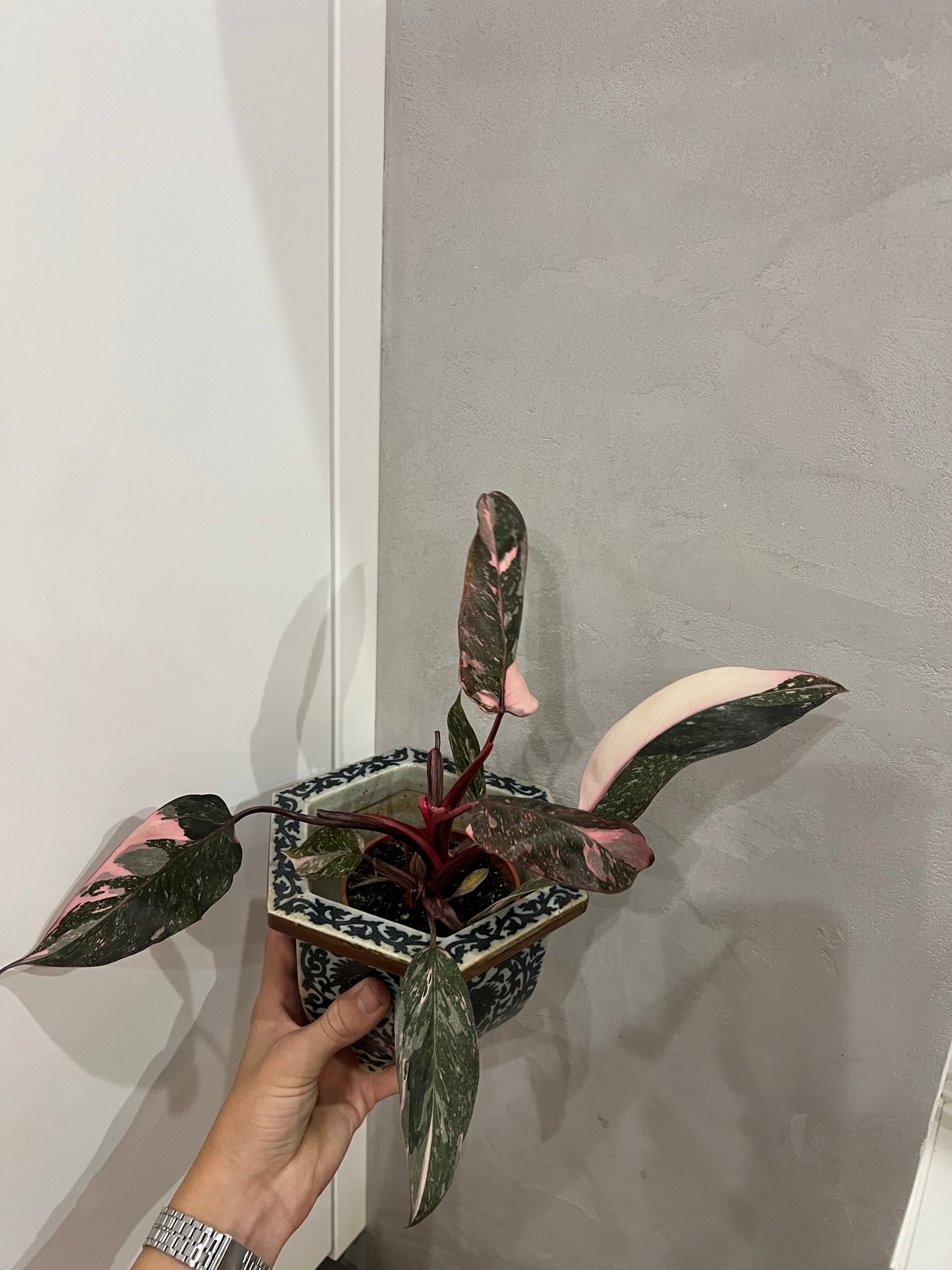 Philodendron pink princes