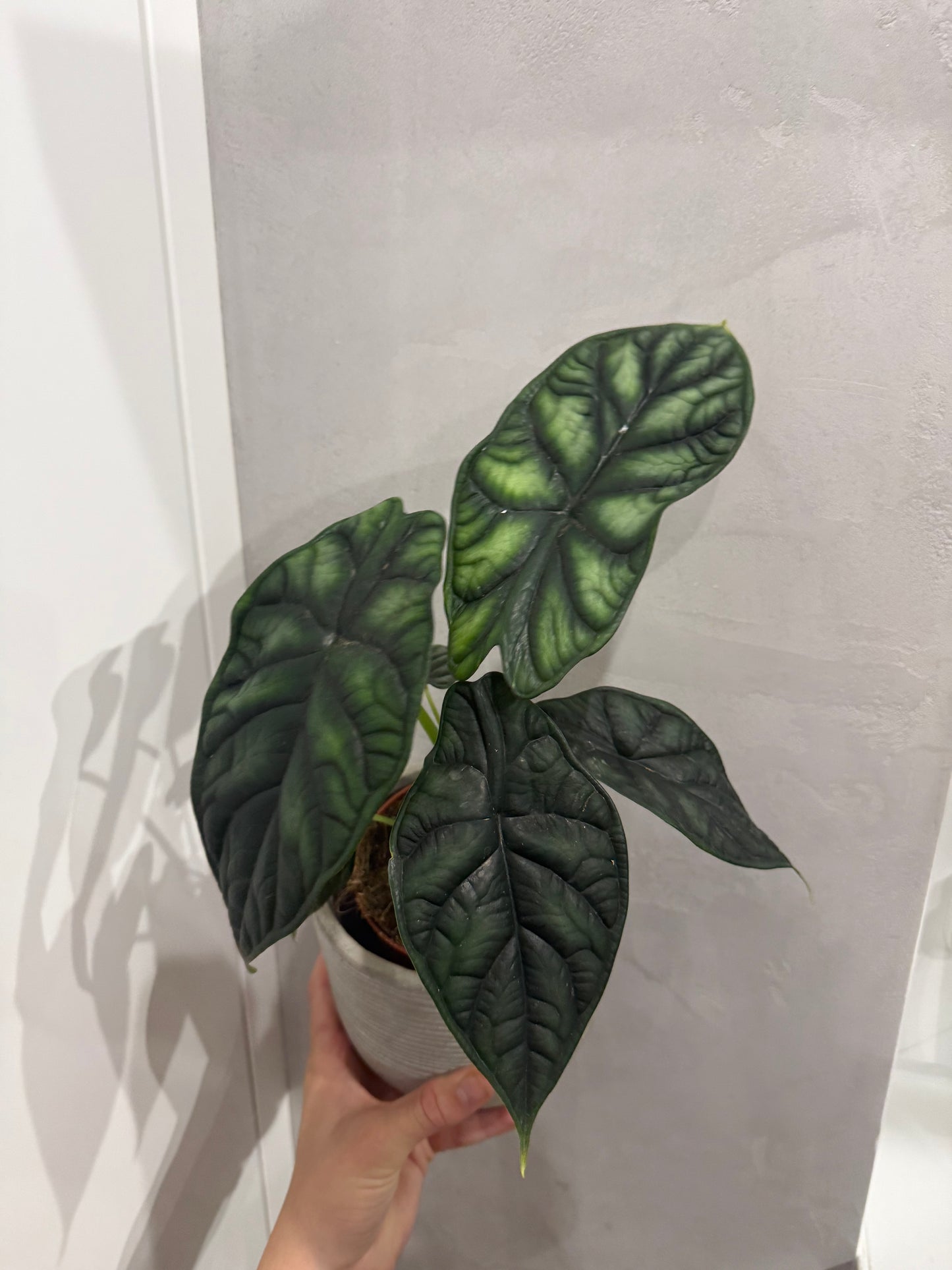 Alocasia Dragon Scale