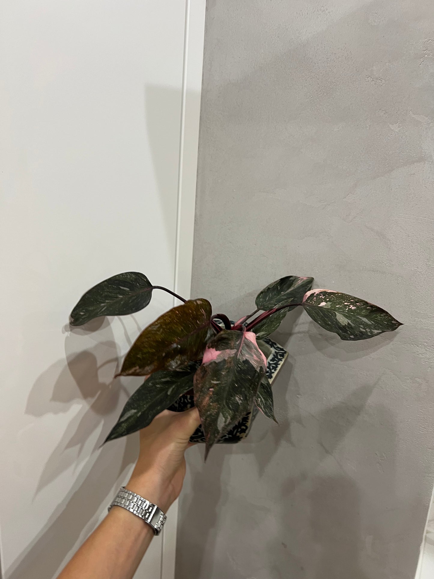 Philodendron pink princes