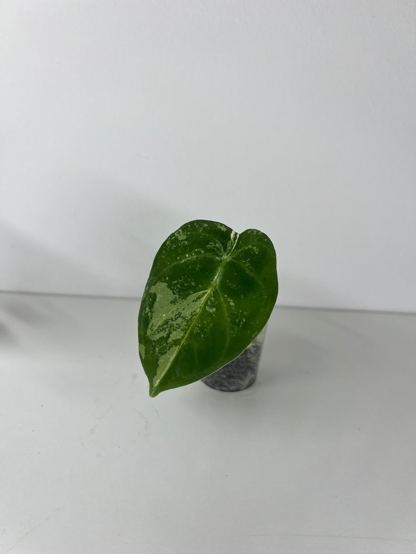 Alocasia frydek variegated