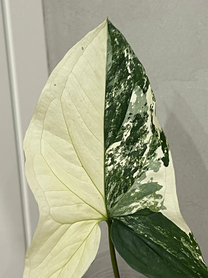 Syngonium albo variegated