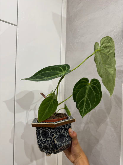 Anthurium magnificum