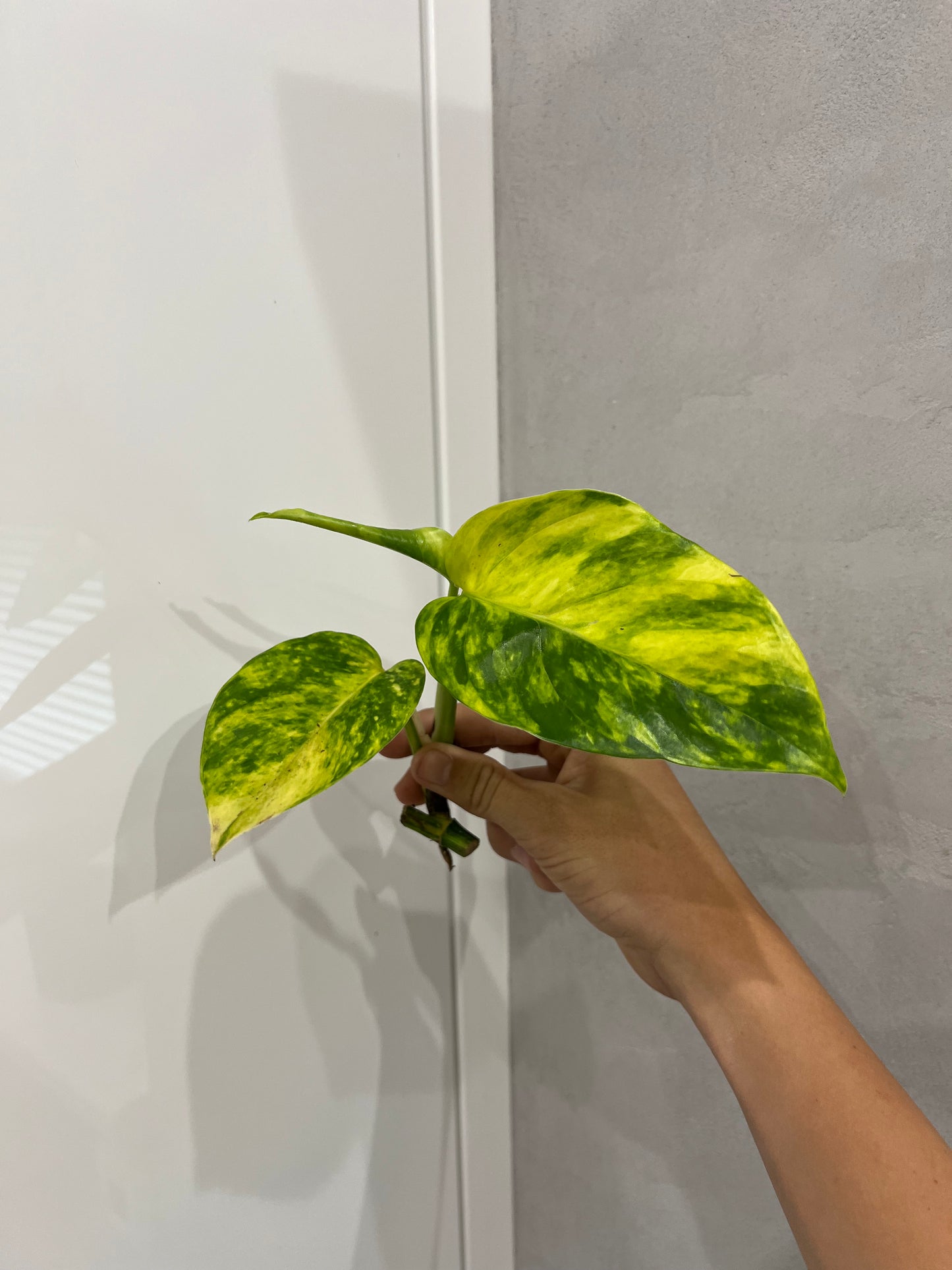 Epipremnum pinnatum cintho goldenfinger (náhodné rizky)