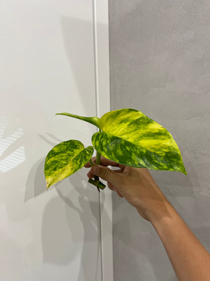 Epipremnum pinnatum cintho goldenfinger (náhodné rizky)