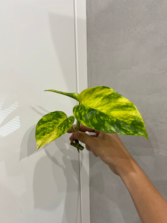 Epipremnum pinnatum cintho goldenfinger (náhodné rizky)
