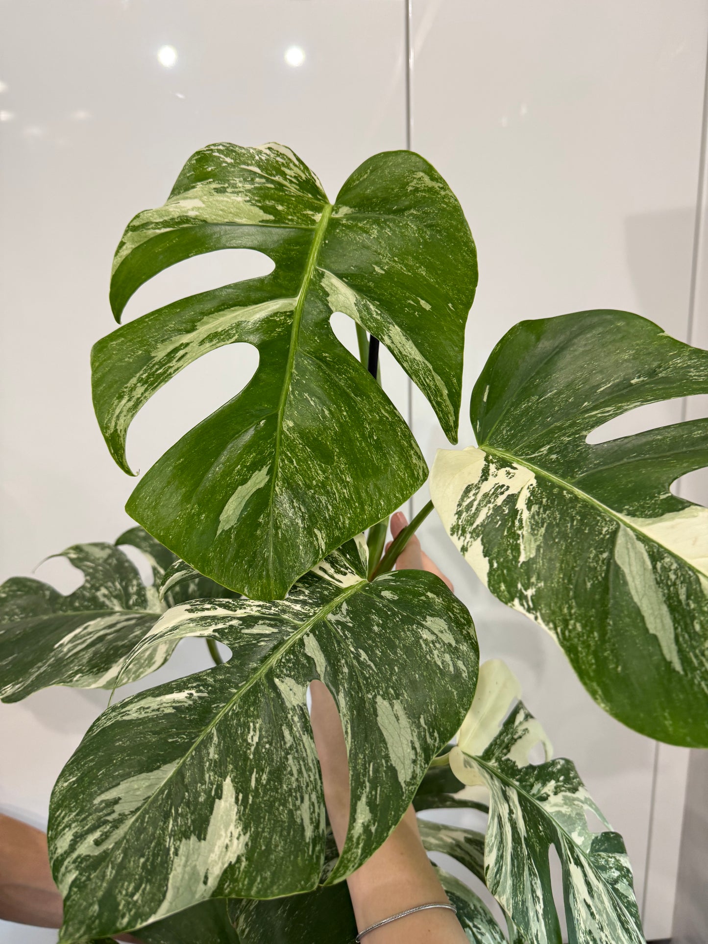 Monstera albo