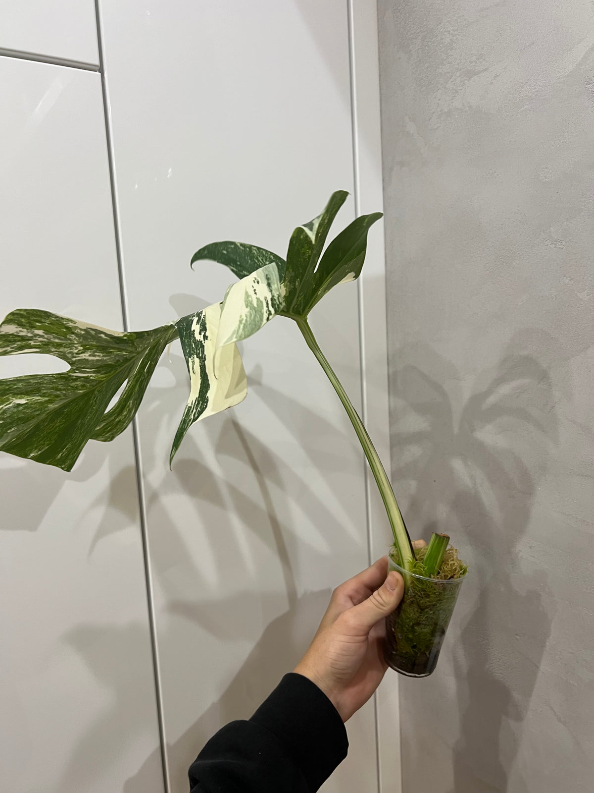 Monstera albo