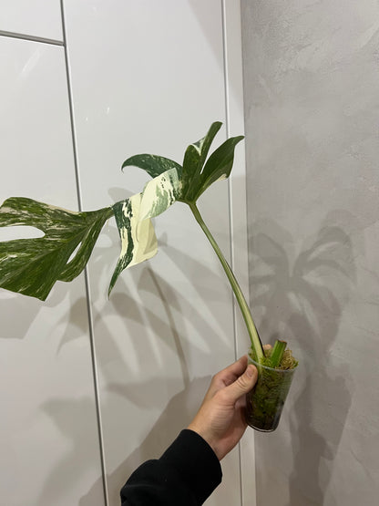 Monstera albo