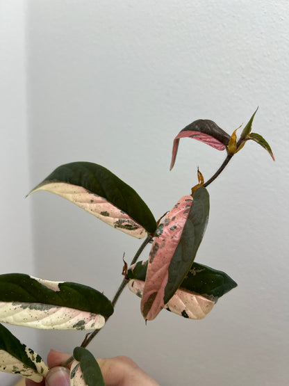 ficus sagittata pink variegata