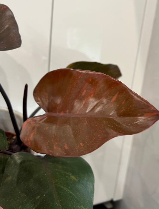 philodendron orange princess