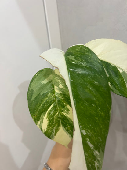 Epipremnum pinnatum albo