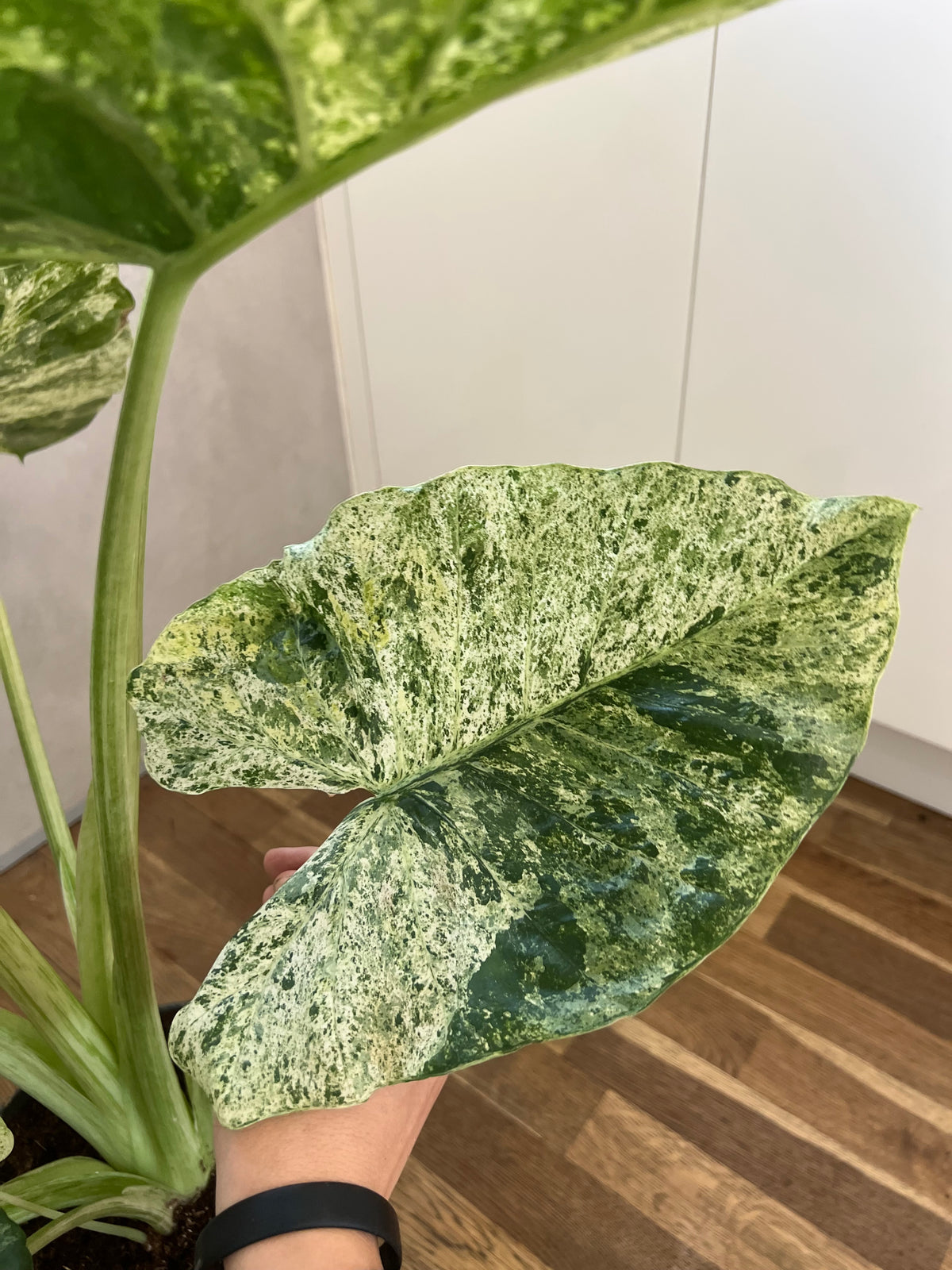 Alocasia Macrorrhiza Splash