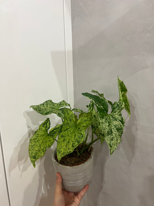 Syngonium mojito
