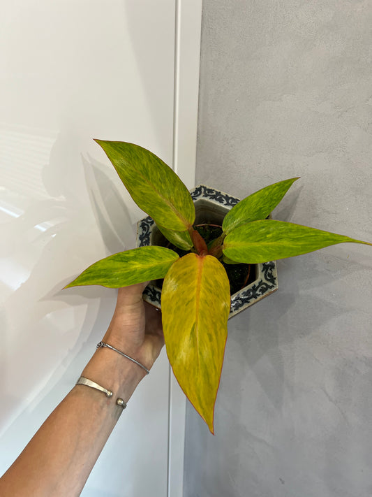 philodendron orange marmalade