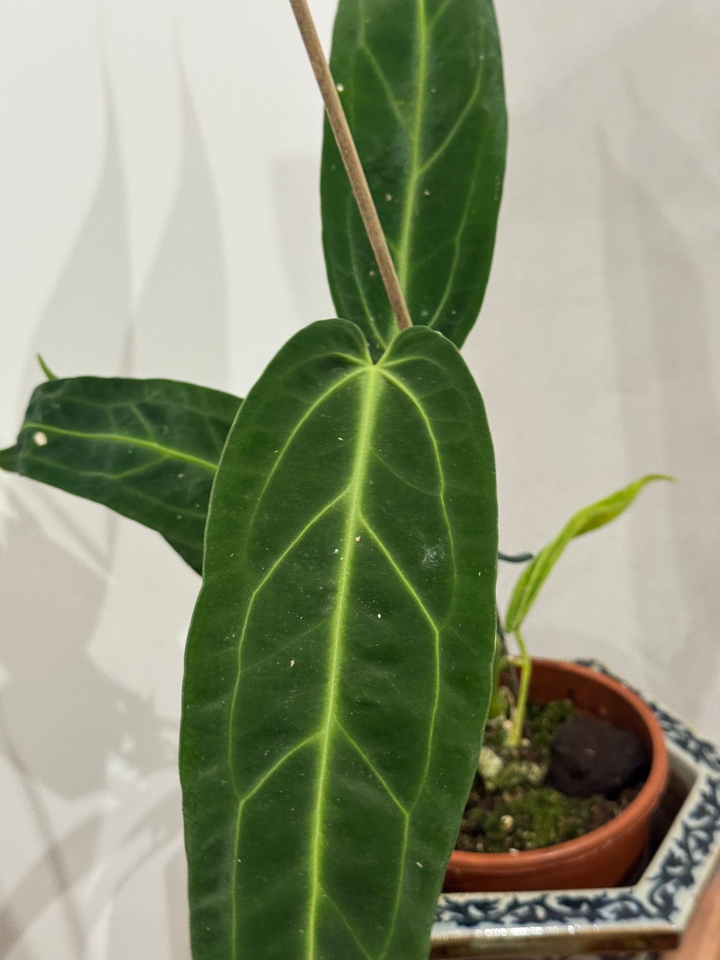 Anthurium warroqueanum