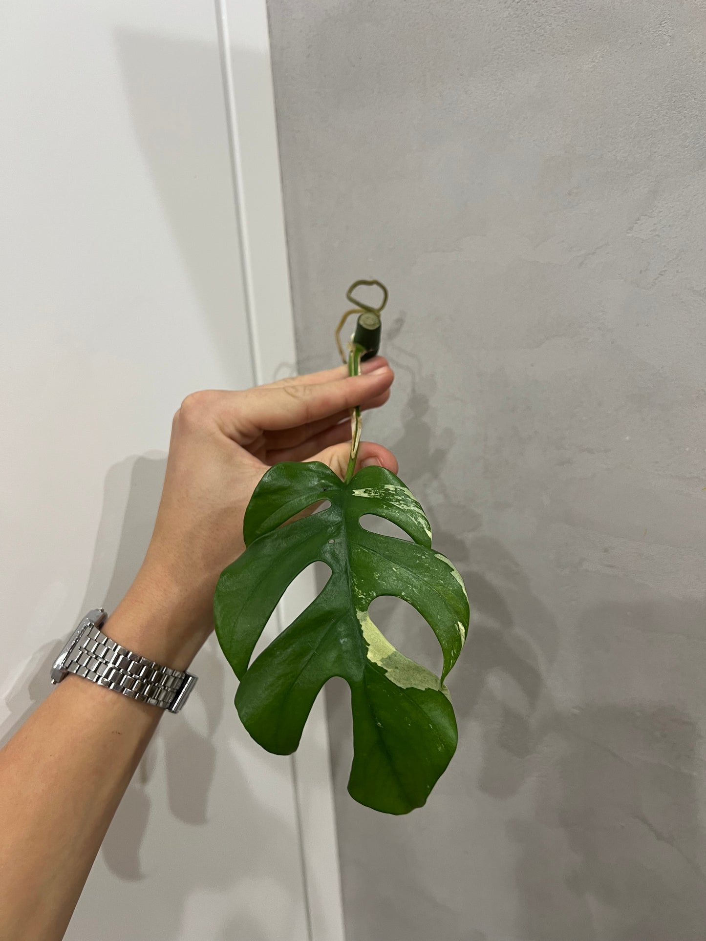 Rhaphidophora Tetrasperma variegated