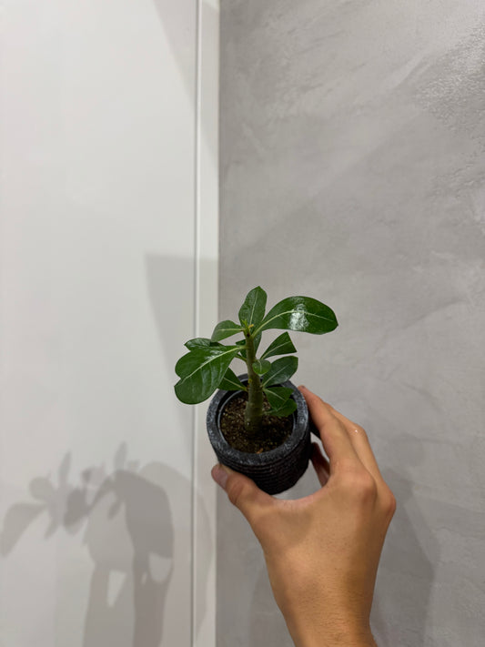 Adenium obesum