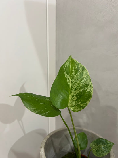 Monstera Bulbasaur