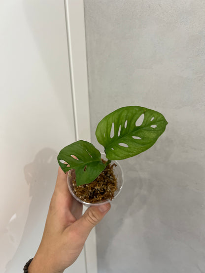 Monstera adansonii mint