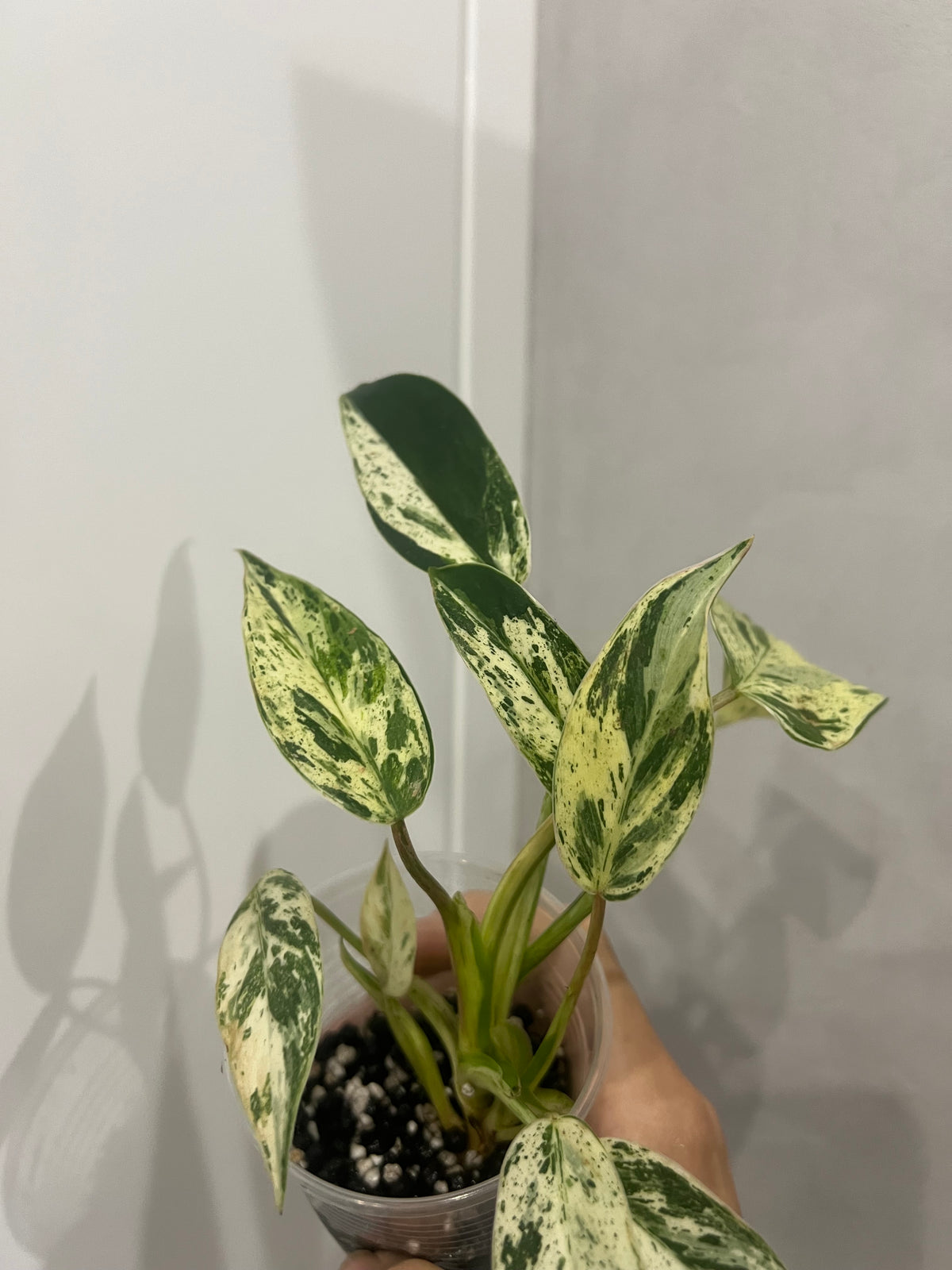 Philodendron Emerald Queen