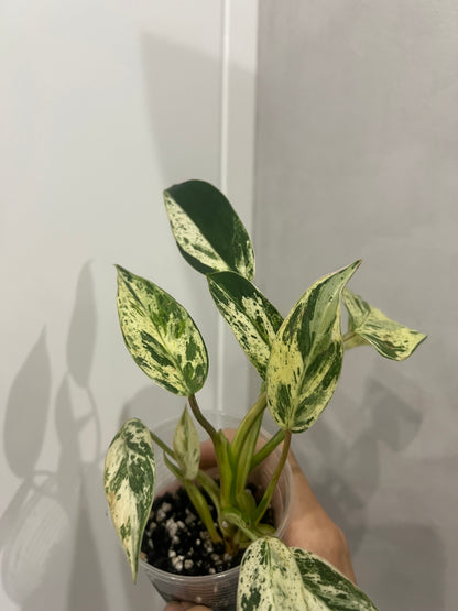 Philodendron Emerald Queen