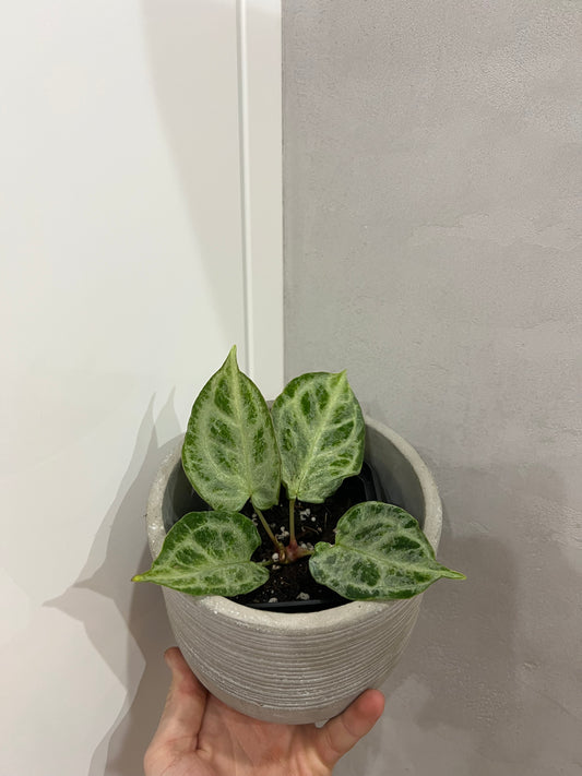 Anthurium Silver Blush Mint