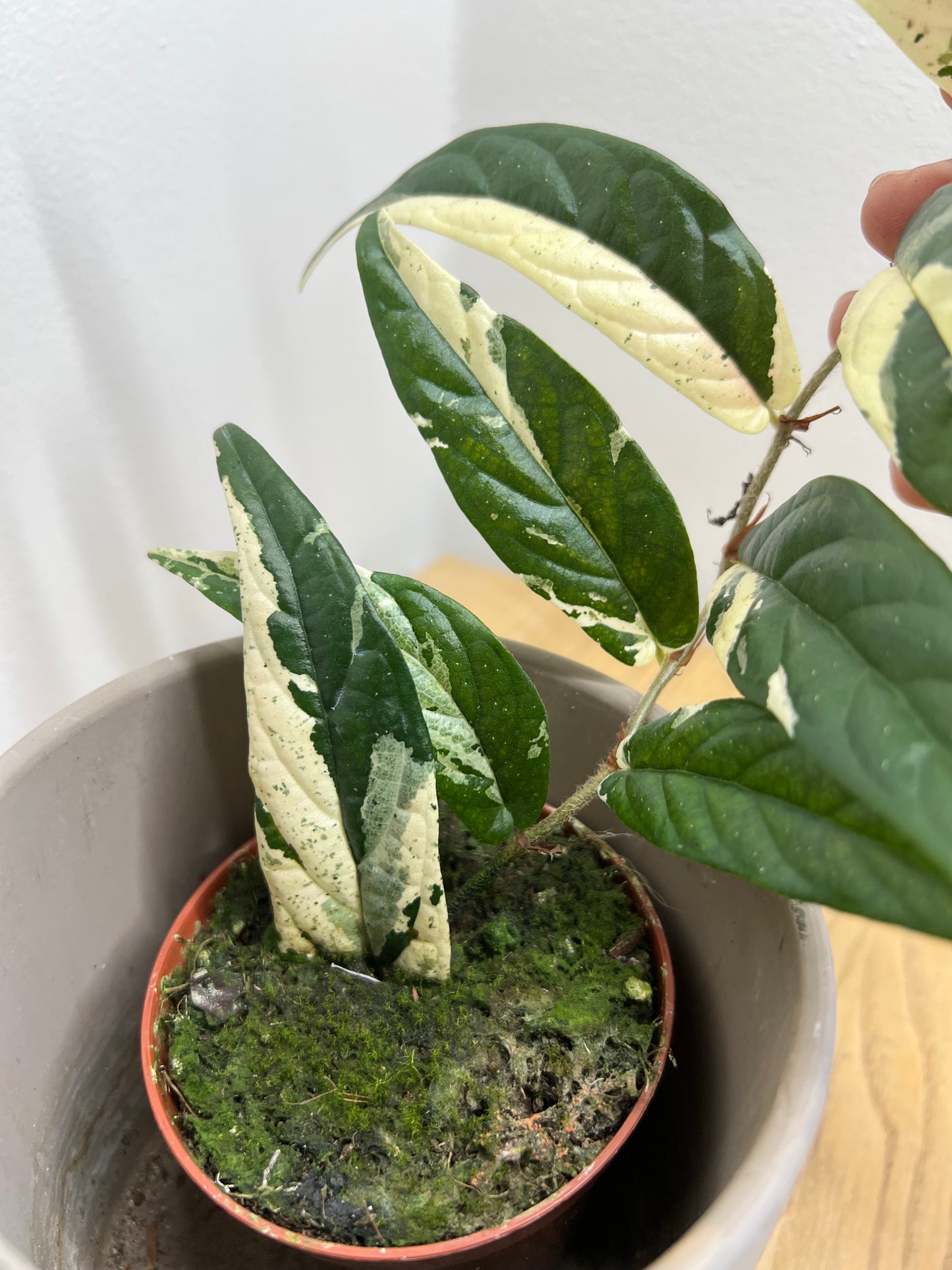 ficus sagittata pink variegata