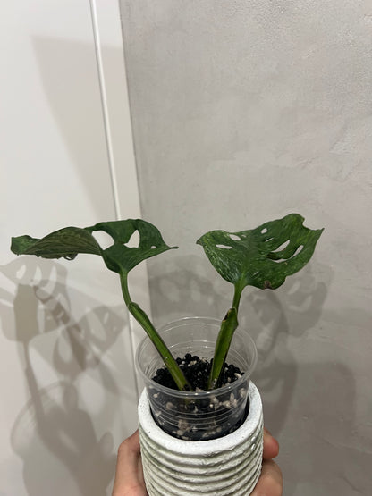 Monstera adansonii mint