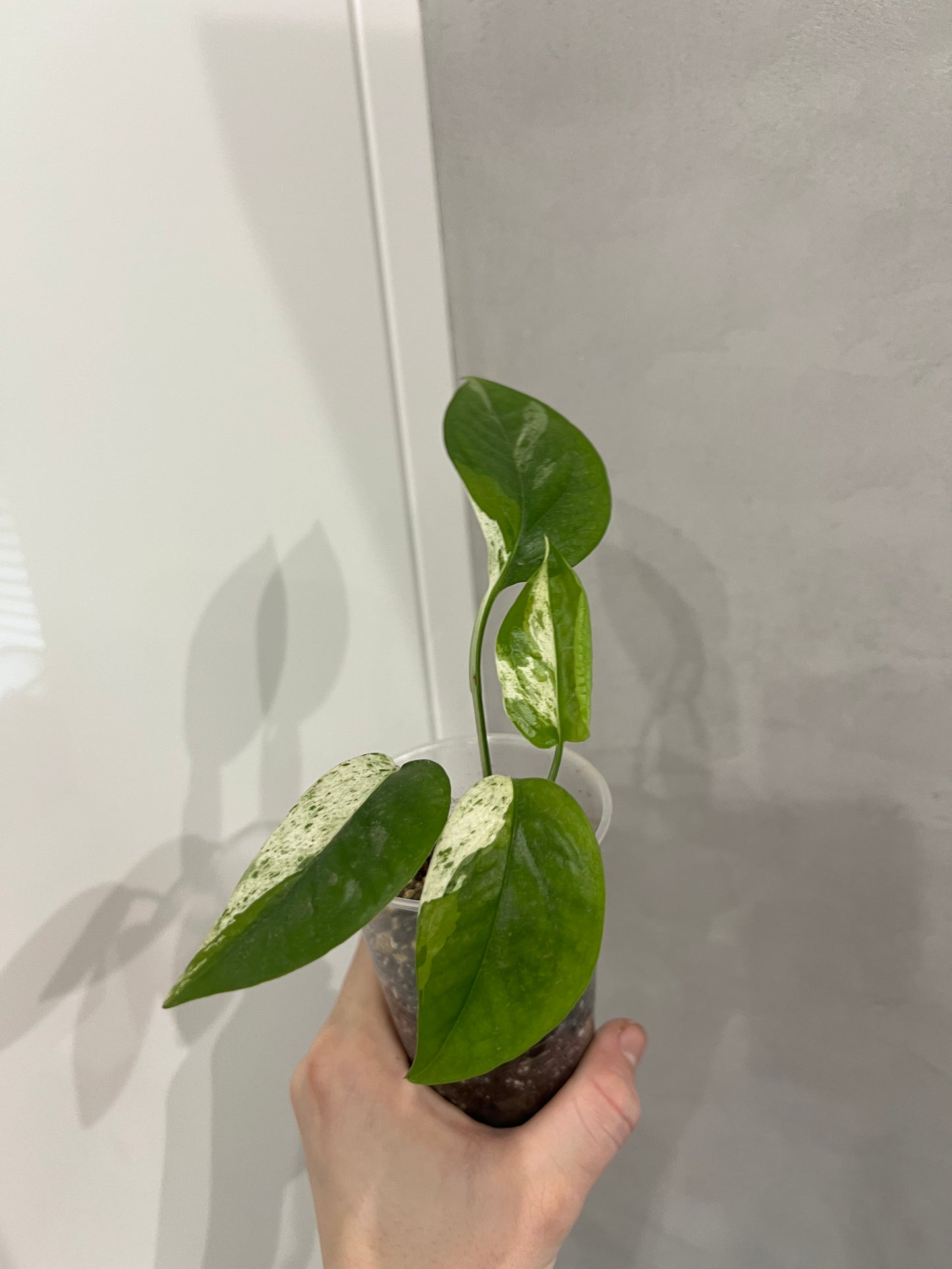 Epipremnum pinnatum marble variegated