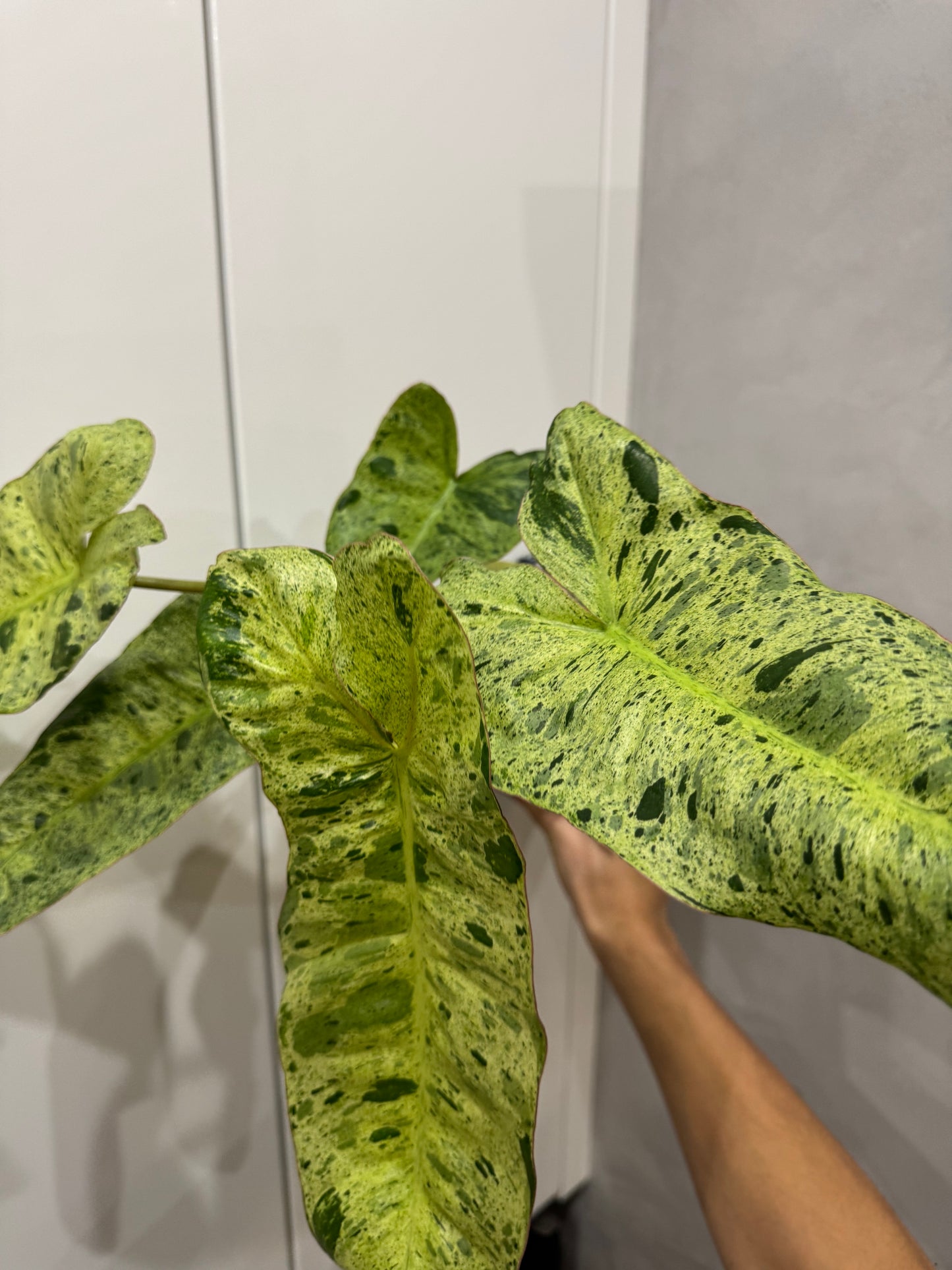 Philodendron paraiso verde