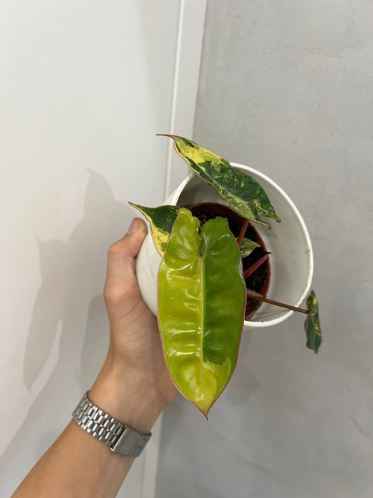 philodendron billietiae variegata
