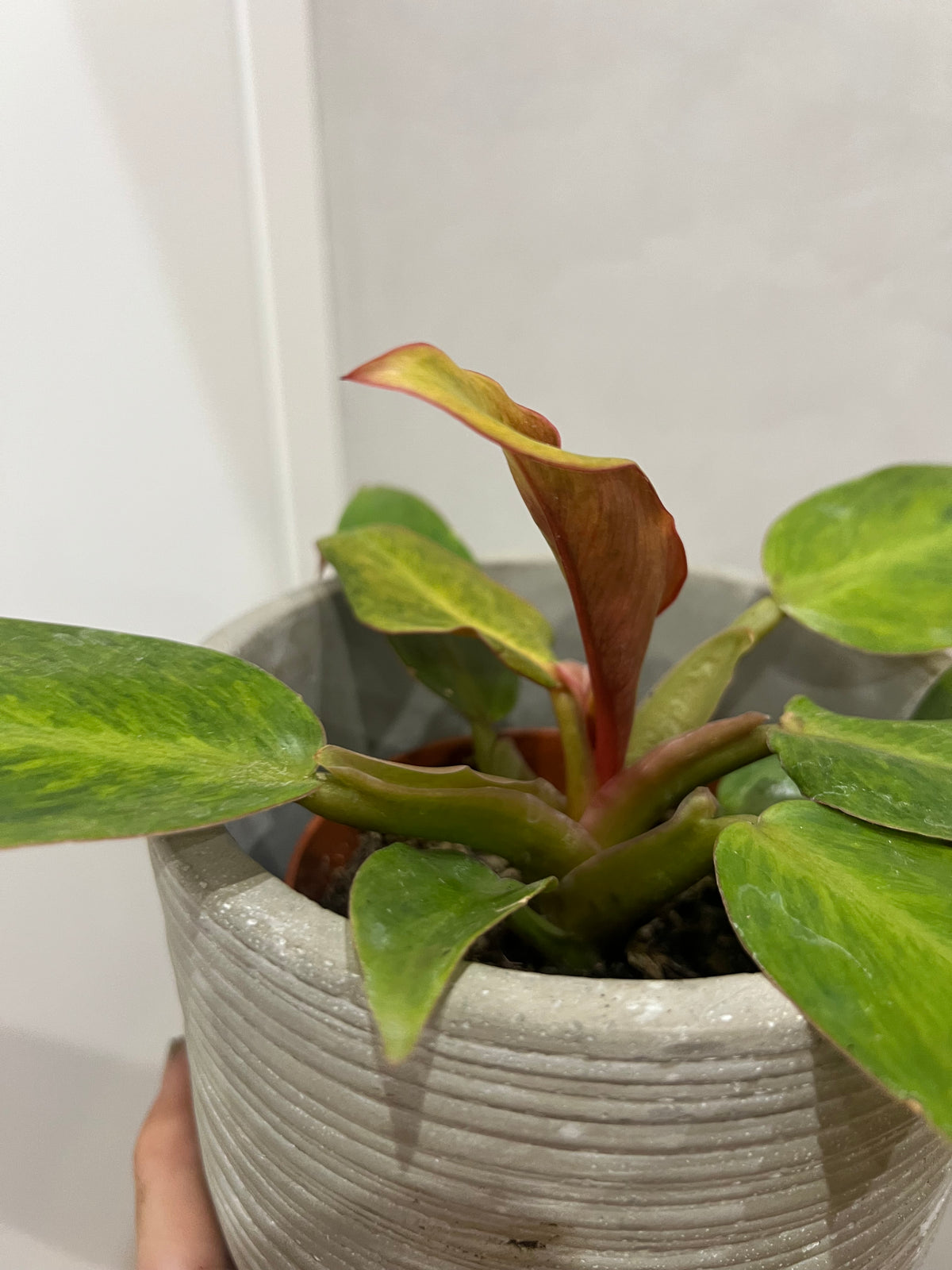 Philodendron orange marmalad