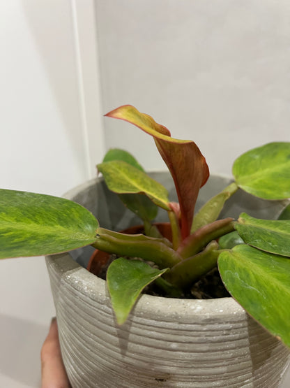 Philodendron orange marmalad