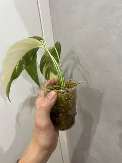 Epipremnum pinnatum albo