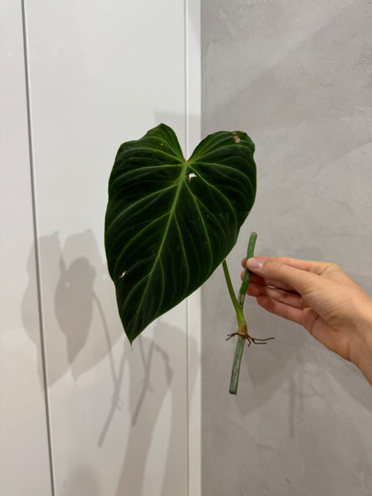 Řízky Philodendron splendid