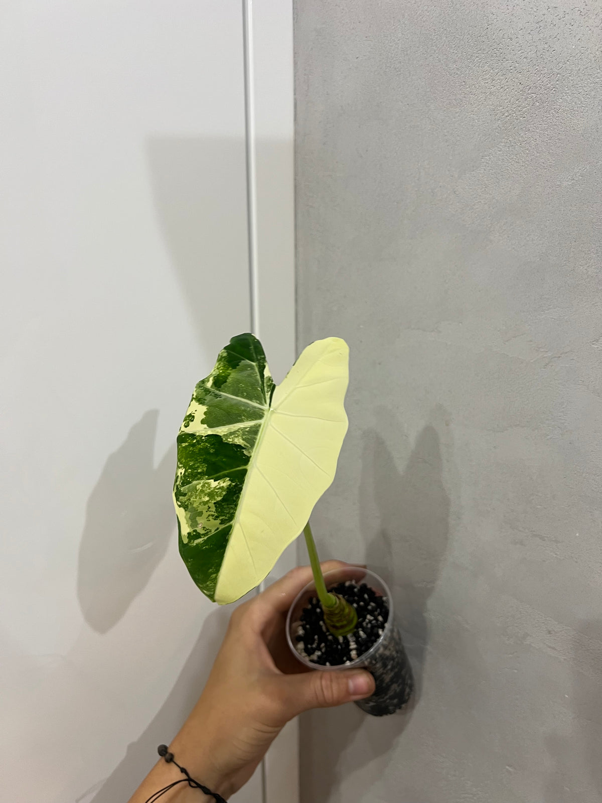 Alocasia frydek variegated