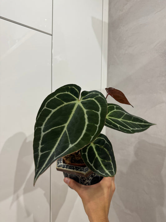 Anthurium crystallinum dark