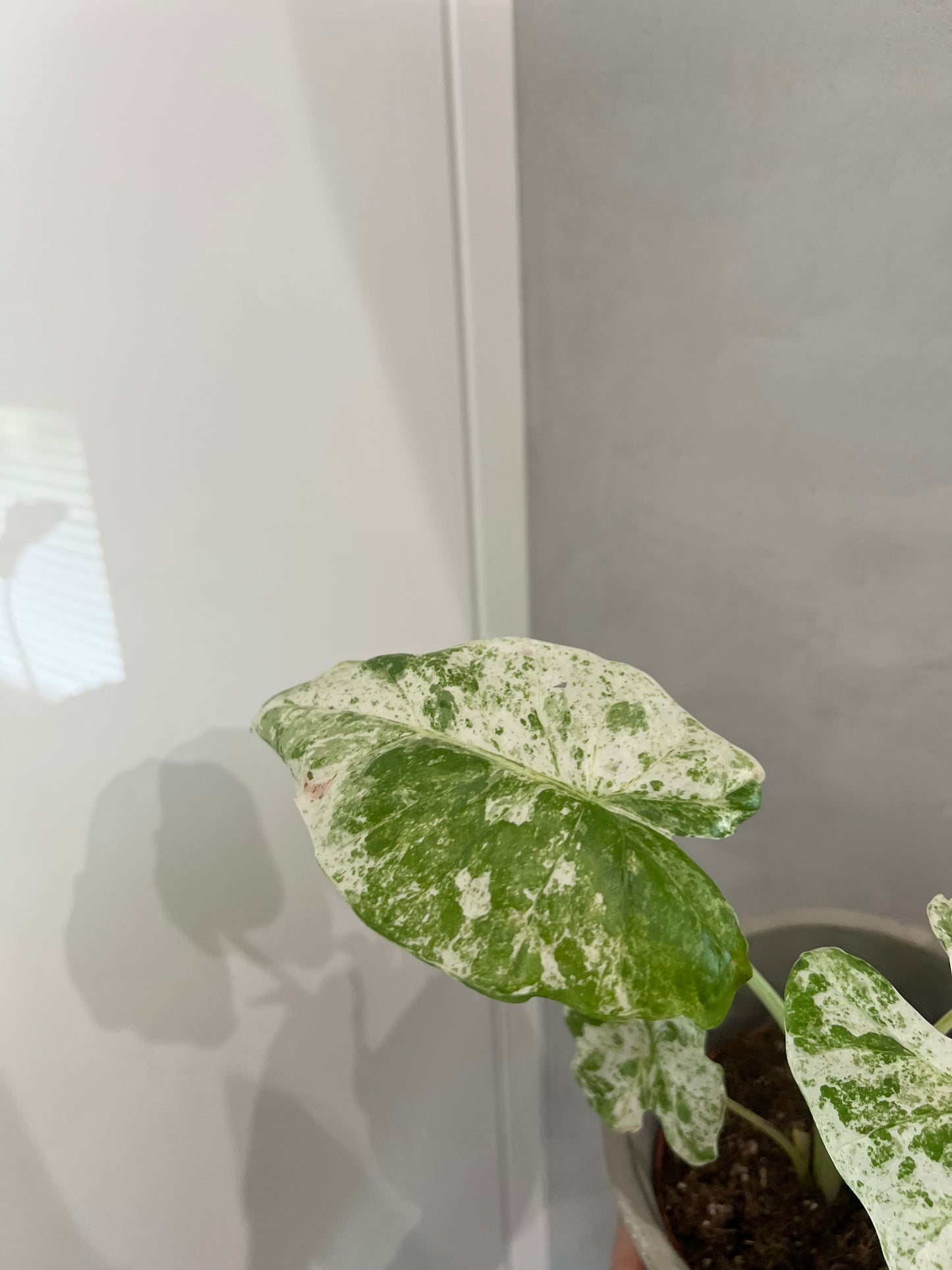 Alocasia Odora Variegata Batik
